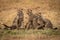 Three cheetah cubs sit looking left together