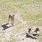 Three cheetahs (Acinonyx jubatus)