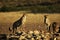 Three Cheetahs brothers Acinonyx jubatus in Kalahari desert close to waterhole