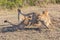 Three Cheetahs, Frantic Movement, Masai Mara, Kenya
