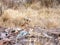 Three cheetahs laying in sun