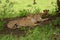 Three cheetahs lie in shade under tree