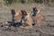 Three Cheetahs Lying In Early Sunlight, Masai Mara, Kenya