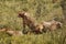 Three cheetahs relaxing on the grass on a sunny day