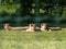 Three cheetahs resting