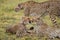 Three cheetahs in the savannah. Kenya. Tanzania. Africa. National Park. Serengeti. Maasai Mara.