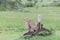 Three Cheetahs sitting on an earth mound