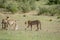 Three Cheetahs on a Springbok kill.