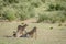 Three Cheetahs on a Springbok kill.