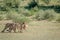 Three Cheetahs on a Springbok kill.