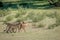 Three Cheetahs on a Springbok kill.