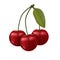 Three cherrys with a leaf, isolated vector illustration. Realistic berries