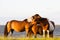 Three chestnut brown horses in grassy field bay background