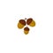 Three Chestnut Icon Design in Fall and Autumn with White Background