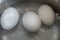 Three chicken eggs in boiling water with bubbles