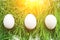 Three chicken eggs were hidden in green grass, sunlight