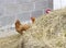 Three chickens peeking out of a bale of hay