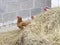 Three chickens peeking out of a bale of hay
