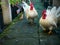 Three Chickens Walking