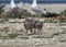 Three chicks of the Caspian gull stand together on the sand