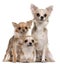 Three Chihuahuas sitting