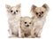 Three Chihuahuas sitting in front of white background