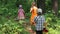 Three children walk in summer green forest, back view