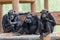 three chimpan monkeys sitting next to each other and eating