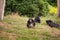 Three chimpanzees on the green meadow