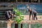 Three chimpanzees on top of roof eating leaves from tree branch, Sierra Leone, Africa