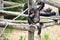 three chimpsans sitting on the back of a wooden platform