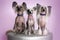 Three Chinese Crested Dogs