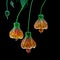 Three Chinese Lantern Flowers with Black Background