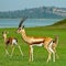 Three Chinkara gazelles in a grassy field with a lake in the background