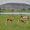 Three Chinkara gazelles in a grassy field with a lake and mountain in the background
