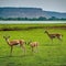 Three Chinkara gazelles in a grassy plain with mountains in the background