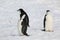 Three Chinstrap penguins in Antarctica