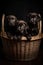 Three chocolate labrador puppies in a wicker basket on a black background
