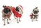 Three Christmas Pugs