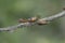 Three Cicadas On Thin Branch 3 - Magicicada