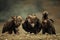 Three Cinereous vulture Aegypius monachus stand near prey