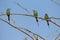 Three cinnamon throated bee eaters perched on a dried tree in the noon time looking towards their right keenly