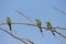 Three cinnamon throated bee eaters perched on a dried tree in the noon time looking towards their right keenly
