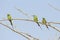 Three cinnamon throated bee eaters perched on a dried tree in the noon time looking towards their right keenly