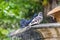 Three city doves - pigeons taking a bath perched on water fountain in Italy