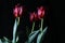 Three Claret red tulips on black background. Floral Fine Art