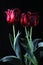 Three Claret red tulips on black background. Floral Fine Art