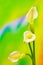 Three classic white calla lilies on abstract green  gradient background