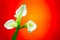 Three classic white calla lilies on abstract red orange gradient background