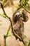 Three clawed sloth